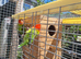 Pair of Pure Bred Fischers Love Birds and Cage