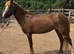 4yo 11.2hh registered mare
