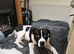American bulldog x Staffy