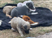 Whippet Puppies