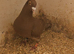Meluman red cock bird