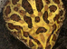 Pac-Man (Horned) Frog babies cb26