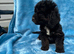 Cockapoo puppies