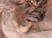 Maine Coon Babies