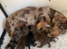 KC Miniature Dachshund Smooth Girl PRA Clear
