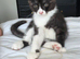 10 week old female black smoke tabby