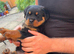 Gorgeous litter of pups to good homes