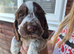 Show type cocker spaniel puppies