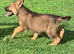 Last one beautiful German shepherd puppy