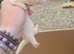 Albino