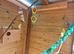 All 7 budgie for sale