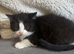 Last two Persian cross kittens
