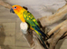 Sun conures,2