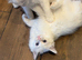 Stunning ragdoll kittens
