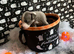 Beautiful pedigree whippet puppies