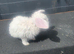 Mini plush lop