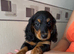 Long hair miniature dachshund
