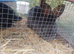 2x continental giant rabbits