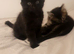 2 Beautiful BOYS looking NEW HOME