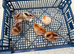 Wellsummer chicks