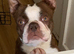 Female Boston Terrier