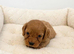 F1 cavapoo puppy's