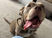 Remy the pocket bully