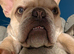 Teddy the beautiful french bulldog