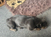French Bulldog looking for a new home.