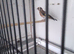 2026 British birds