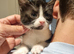 2 x black and white kittens
