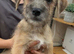 3 months old fully vaccinated boys left