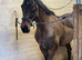 Mare in foal