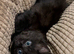 Stitch &ndash; Male Maine Coon Mix with No Off Switch & High-Speed Zoomies
