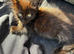 Ragdoll X British Short hair female kitten