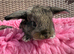 Two litters Giant pure bred French lop rabbits