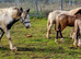 Fell x cob blue and white passport and chipped