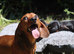 Miniature Dachshund Puppies