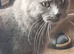 Blue female queen maine coon
