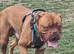 Dogue de bordeaux for stud