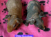 Skinny/Guinea Pigs