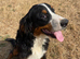 BERNESE MOUNTAIN DOG