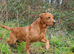 Gorgeous Kc Reg Fox Red Labs From Health Tested Parents