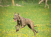 Lurcher 9 months