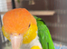 Beautiful white bellied caique parrot