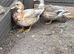 Pair of call ducks