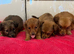 Long hair dachshunds