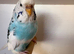 Sky Blue Opaline Recessive Pied Hen