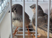 Five black face zebra finches £10 each