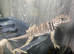 Eastern Collared LIzards at Birmingham Reptiles